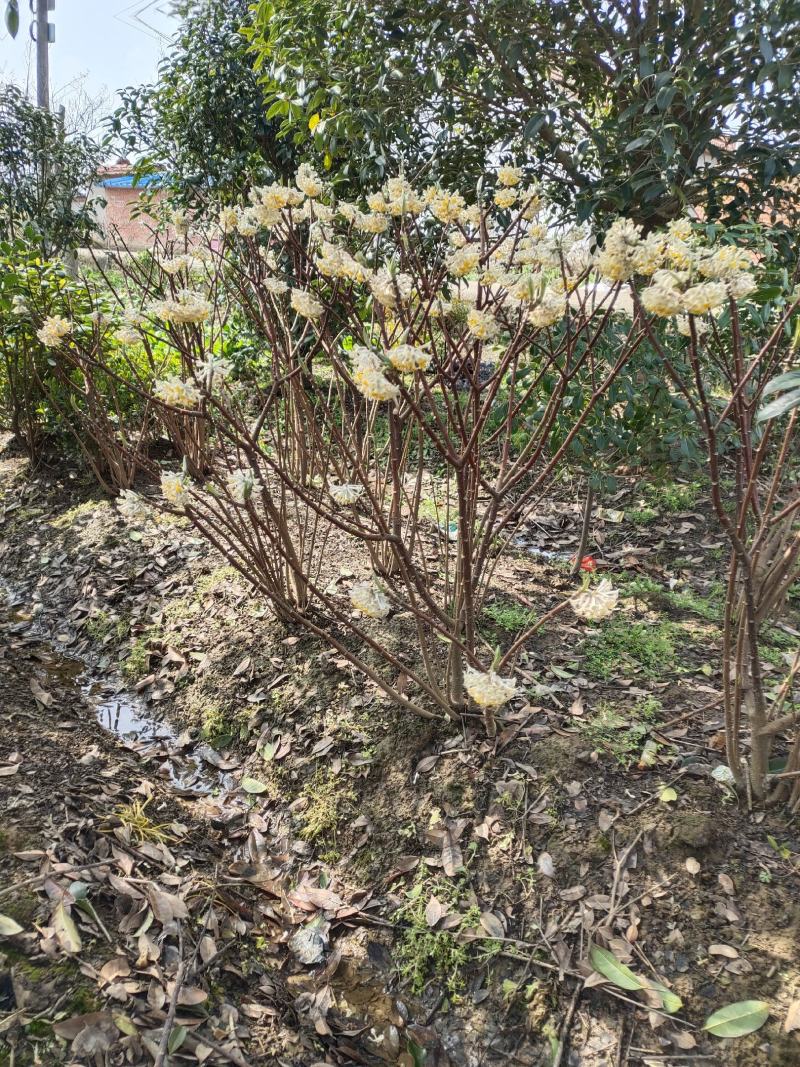 探春花常年出售大小规格的探春花。（雪花）。