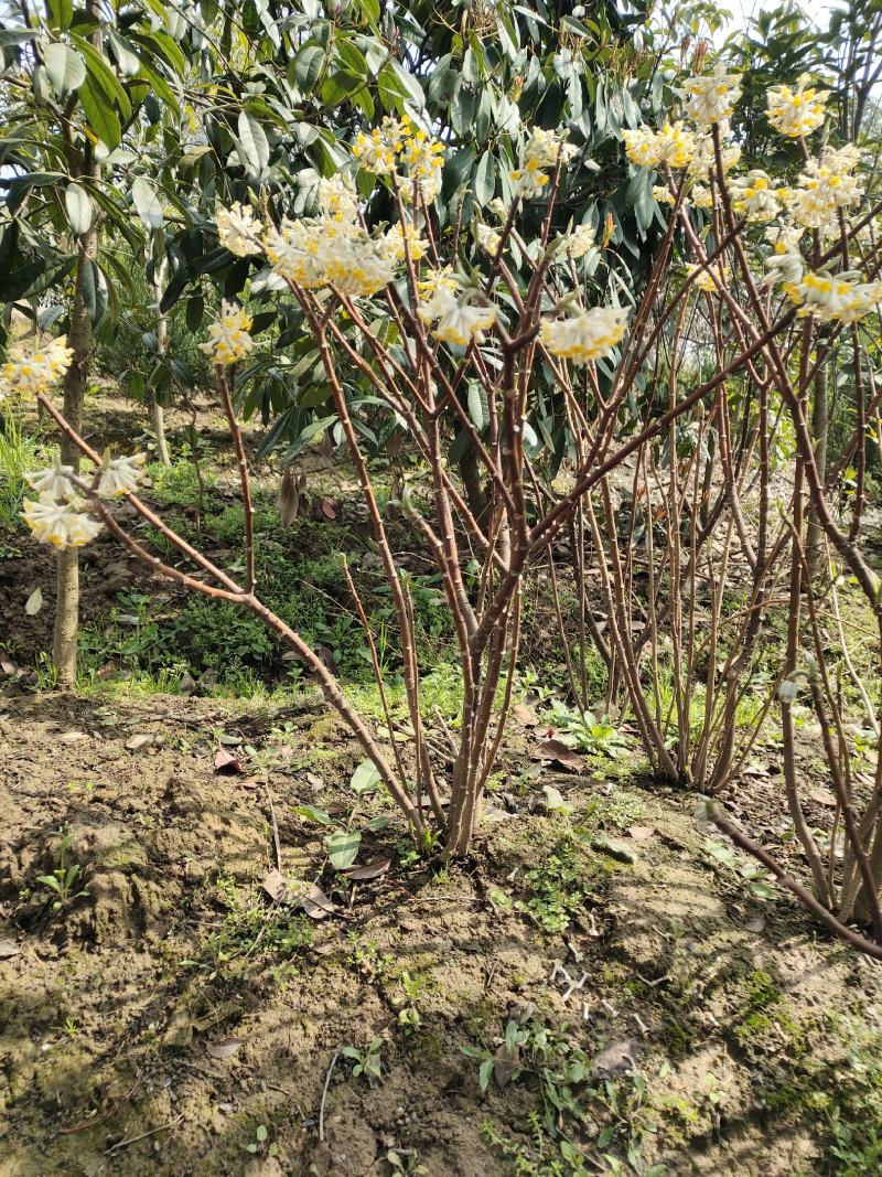探春花常年出售大小规格的探春花。（雪花）。