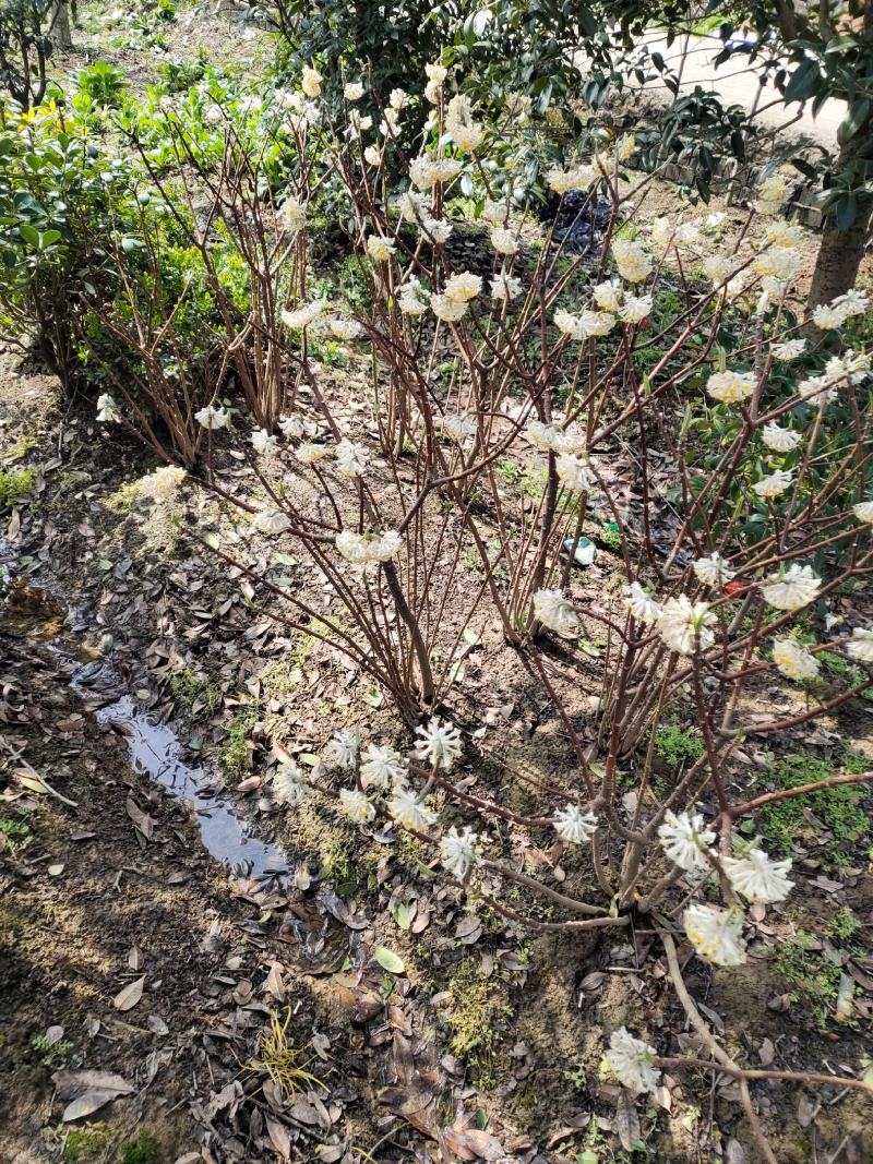 探春花常年出售大小规格的探春花。（雪花）。