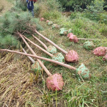 湿地松，造林品种，大小规格，欢迎咨询采购，随时等你联系
