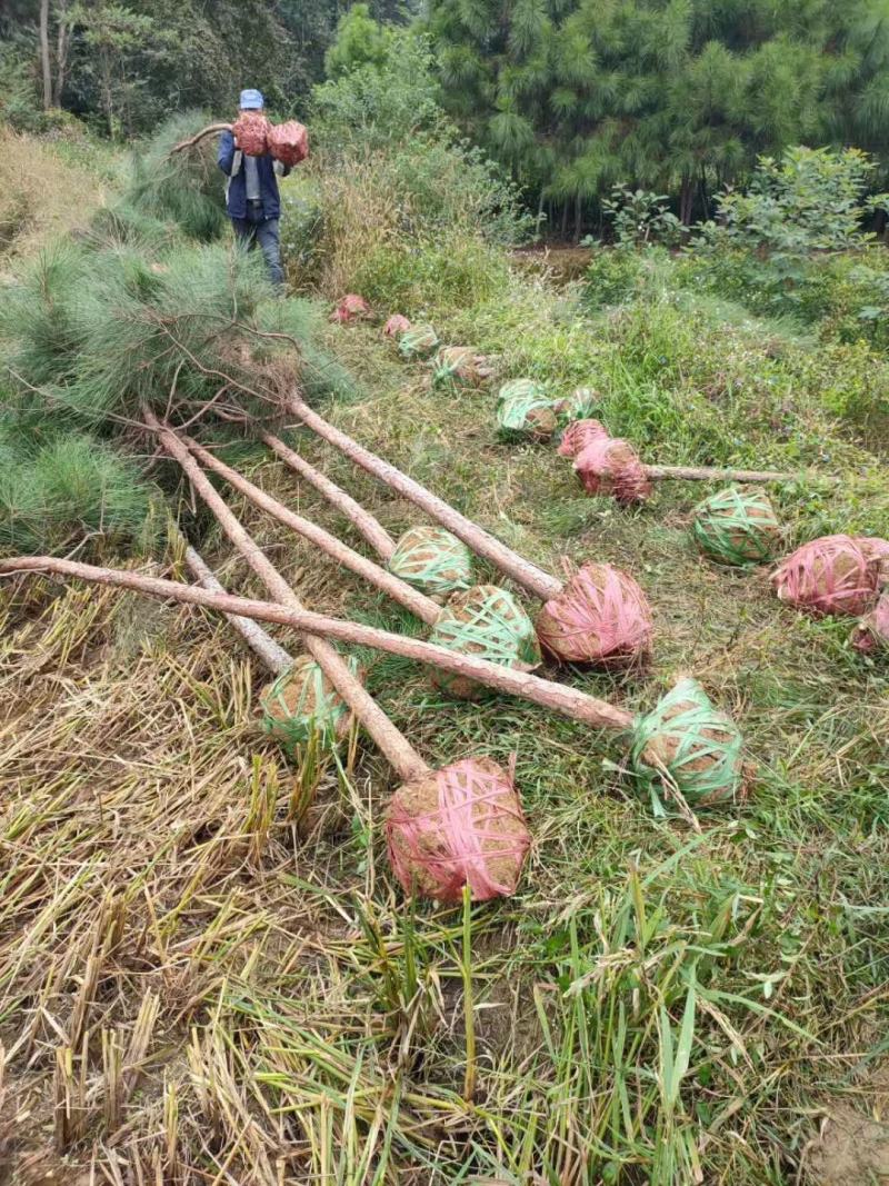 湿地松，造林品种，大小规格，欢迎咨询采购，随时等你联系