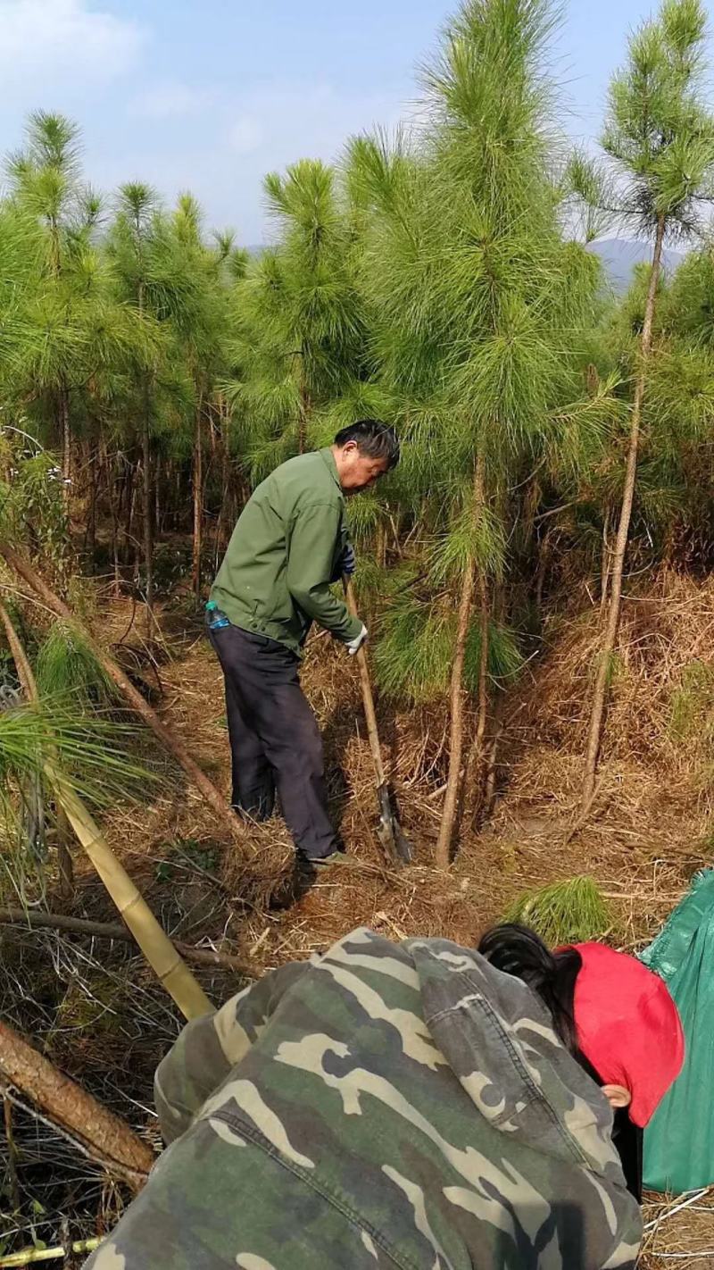 湿地松，造林品种，大小规格，欢迎咨询采购，随时等你联系
