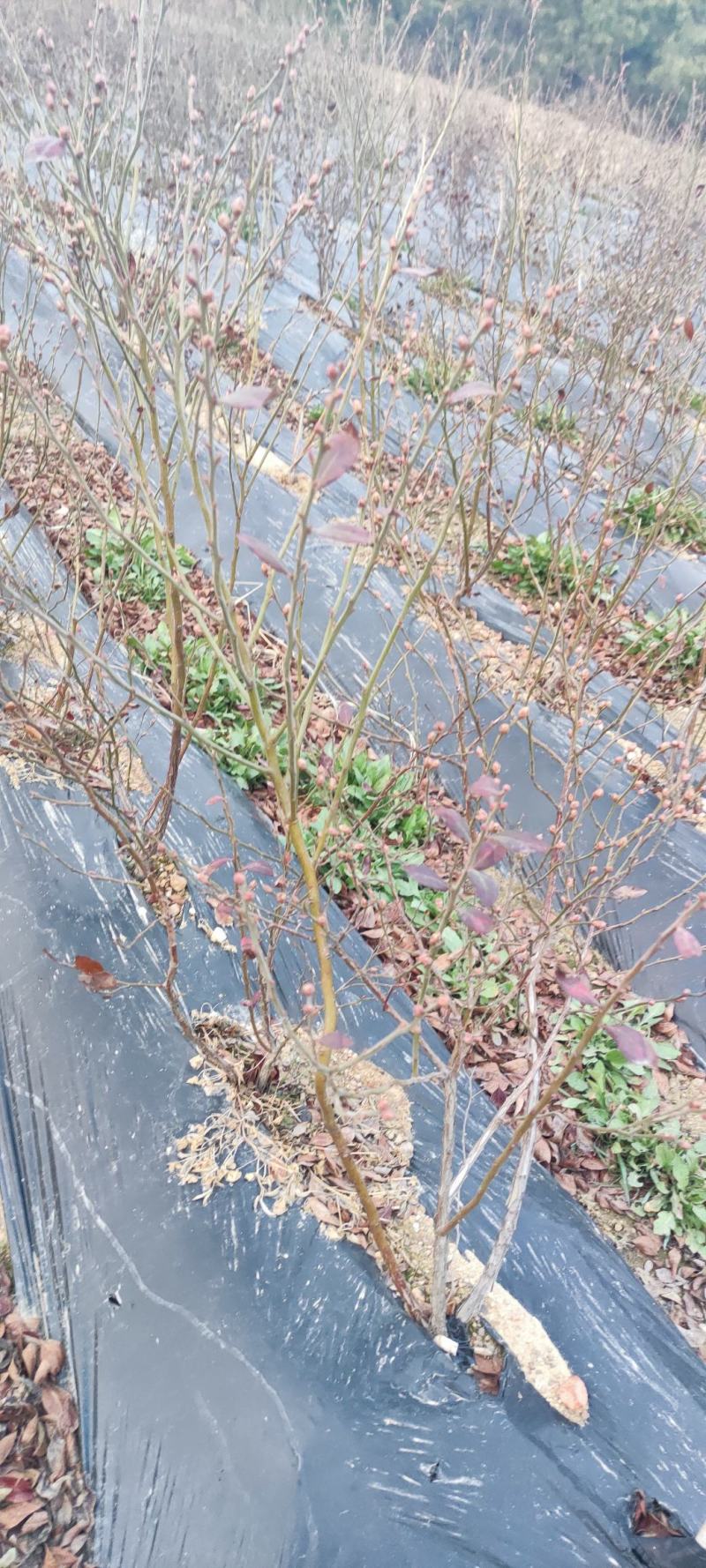 蓝莓苗子，莱克西，薄雾，绿宝石，2年苗子，3年苗子。