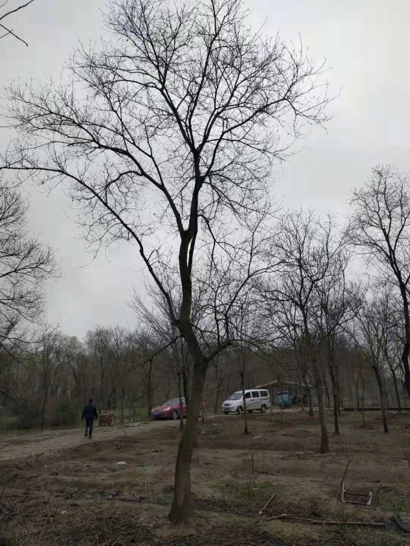大规格乌桕，15到30公分，还有从生规格都有
