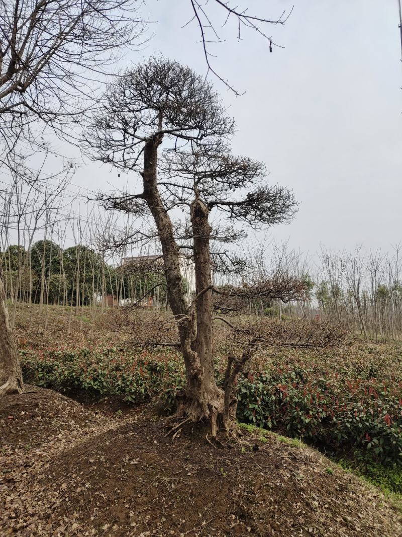 三角枫，三角枫造型(古桩三角枫.丛生三角枫.)