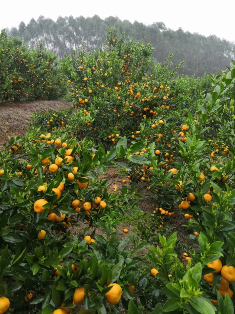 有5万斤马水桔急售有需要的老板马上联系，皮光滑口感好
