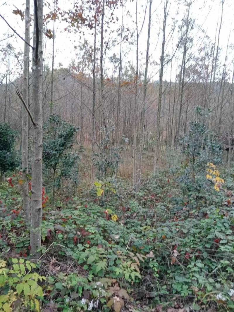 光杆枫香，进苗圃，处理价格，有需要联系，7到12公分都是