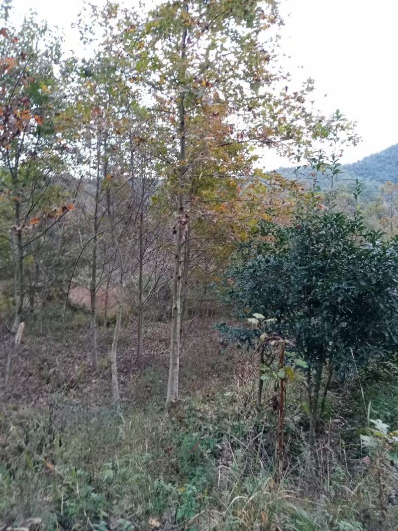 光杆枫香，进苗圃，处理价格，有需要联系，7到12公分都是