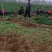鸡泽县宏森农场大量波菜上市了