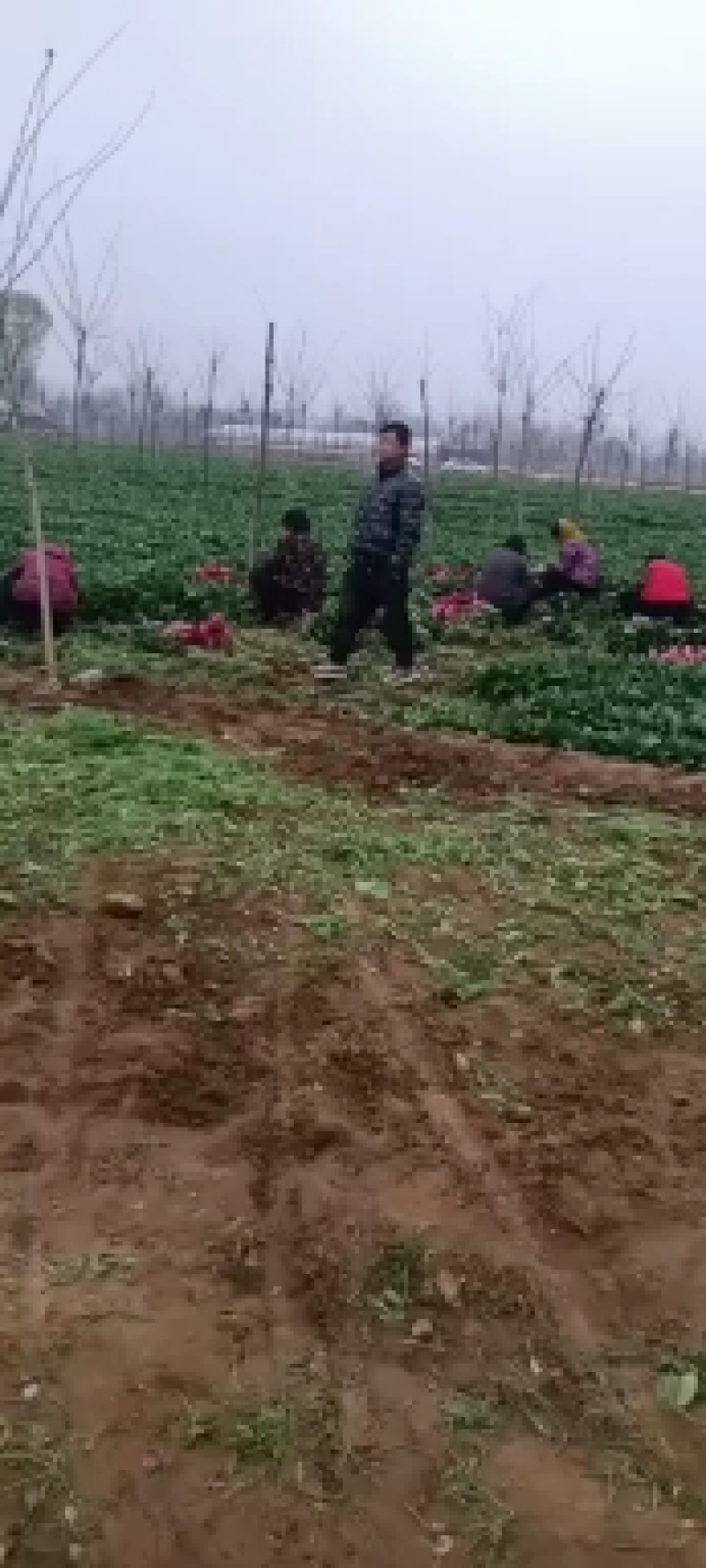 鸡泽县宏森农场大量波菜上市了