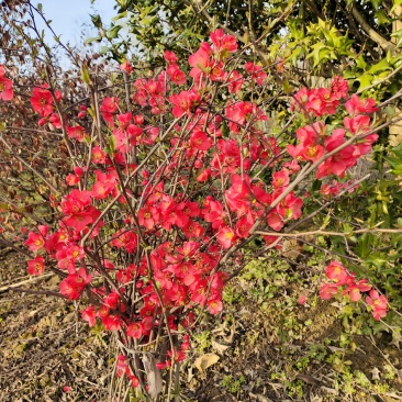 红花海棠，铁梗海棠大量直销(丛生红花海棠)
