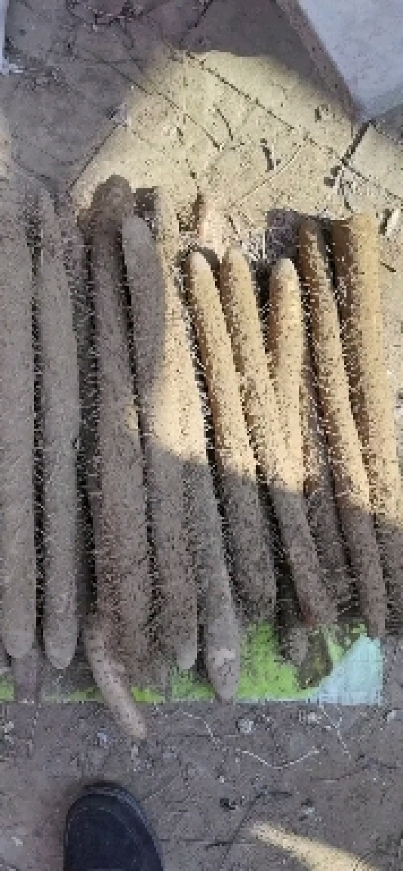 大量出售麻山药价格便宜质量好条行好，口感好甜面，