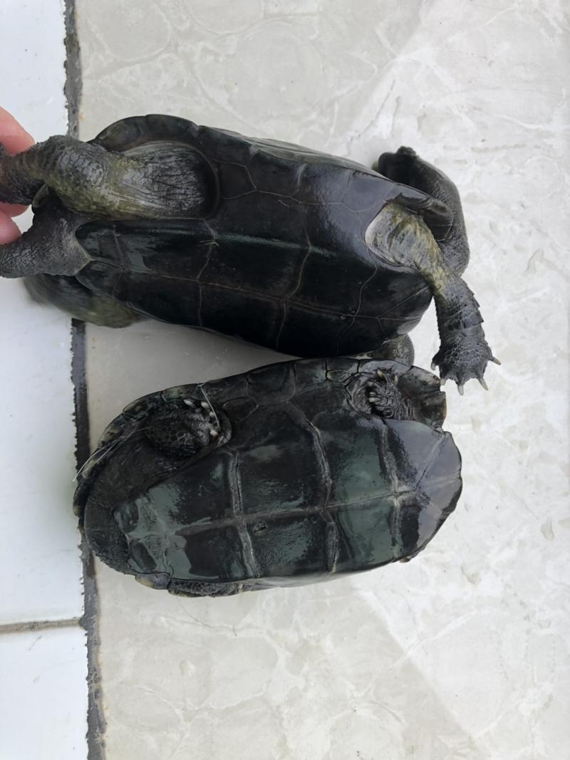 【对比千元品质】墨龟深水全黑乌龟好养易活宠物批发包活送饲料