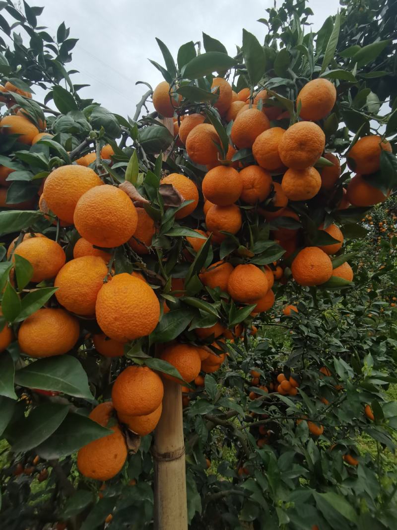 黄果干颜色又好又大又甜