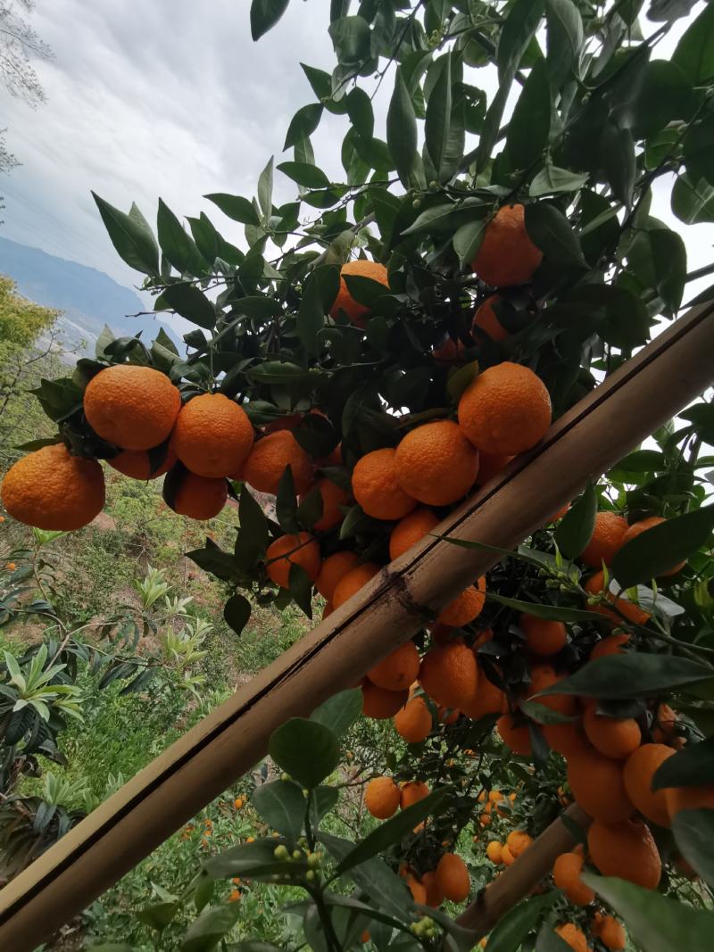 黄果干颜色又好又大又甜