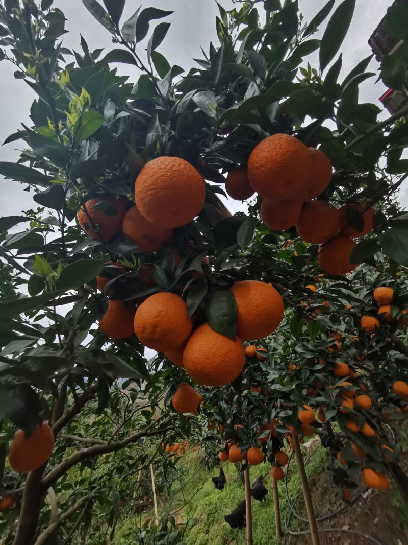 黄果干颜色又好又大又甜
