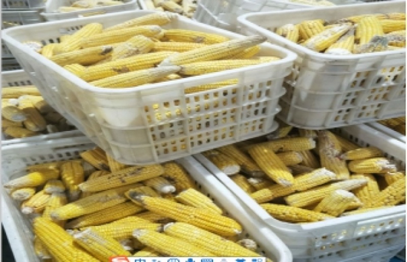 销售熟玉米碎玉米牛羊饲料厂家直销饲料货源充足量大优惠