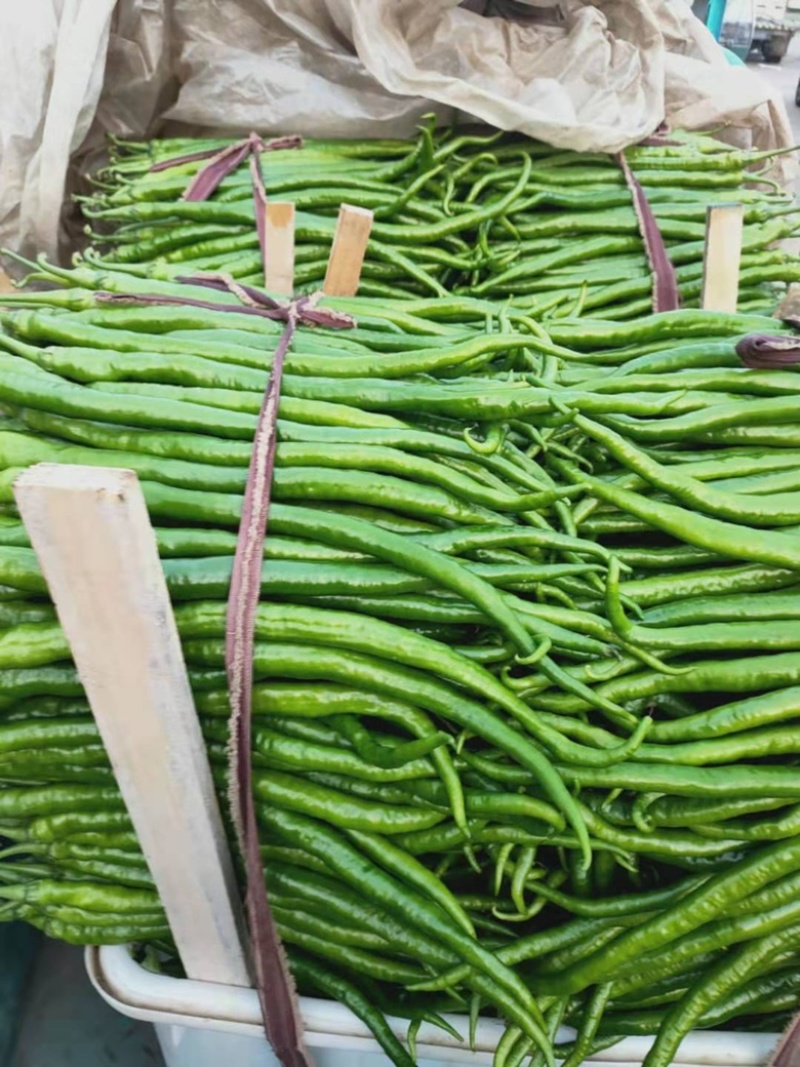 山东兰陵精品线椒，大量现货产地直发，质量保证无坏货