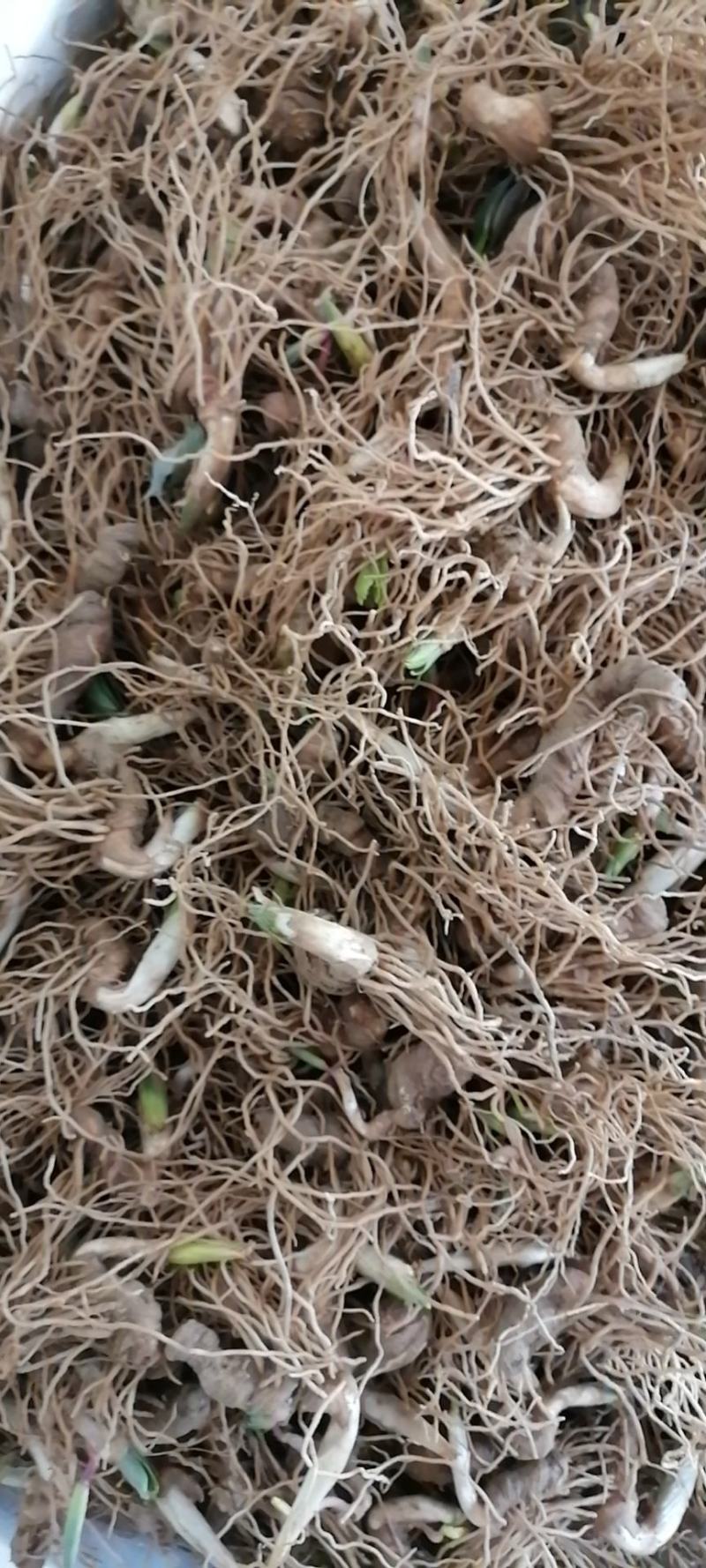 重楼芽头，重楼块茎，华重楼，螺丝重楼，七叶一枝花，灯台七