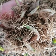 重楼芽头，重楼块茎，华重楼，螺丝重楼，七叶一枝花，灯台七