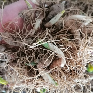 重楼芽头，重楼块茎，华重楼，螺丝重楼，七叶一枝花，灯台七