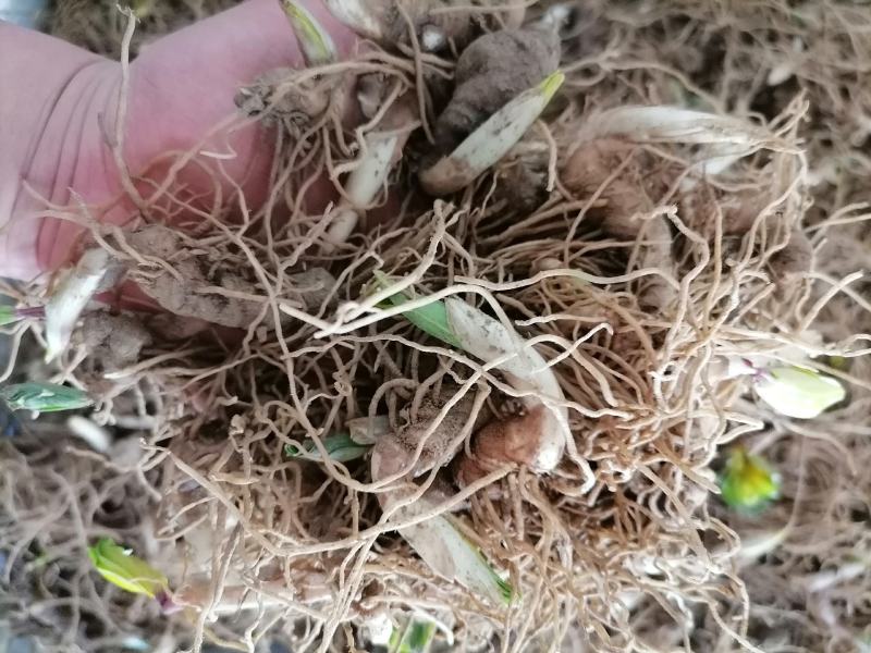 重楼芽头，重楼块茎，华重楼，螺丝重楼，七叶一枝花，灯台七