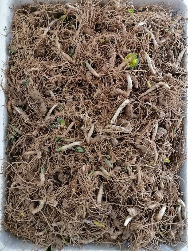 重楼芽头，重楼块茎，华重楼，螺丝重楼，七叶一枝花，灯台七