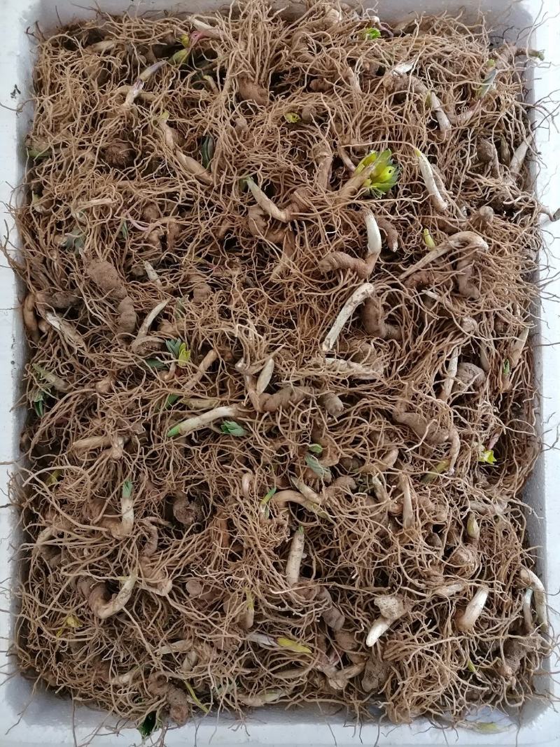 重楼芽头，重楼块茎，华重楼，螺丝重楼，七叶一枝花，灯台七