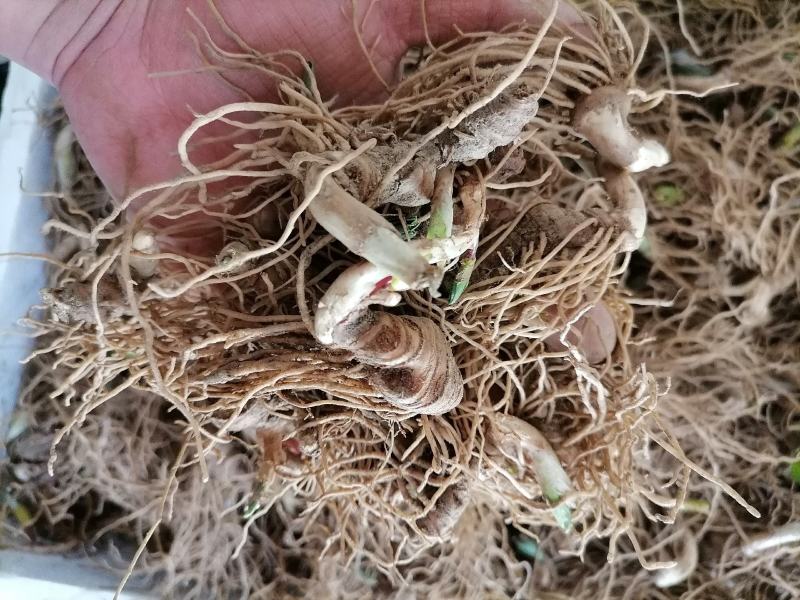 重楼芽头，重楼块茎，华重楼，螺丝重楼，七叶一枝花，灯台七