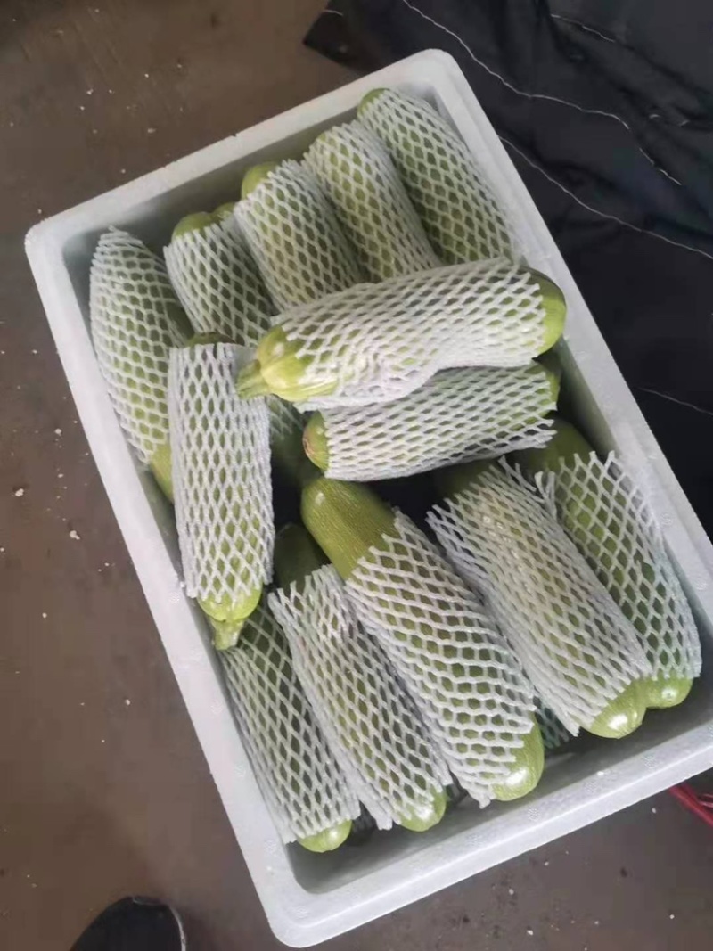 山东精品油亮绿皮西葫芦光泽好无破损，量大质优全国发货