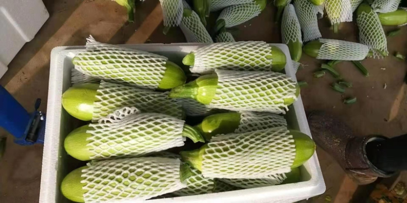 山东精品油亮绿皮西葫芦光泽好无破损，量大质优全国发货