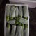 山东精品油亮绿皮西葫芦光泽好无破损，量大质优全国发货