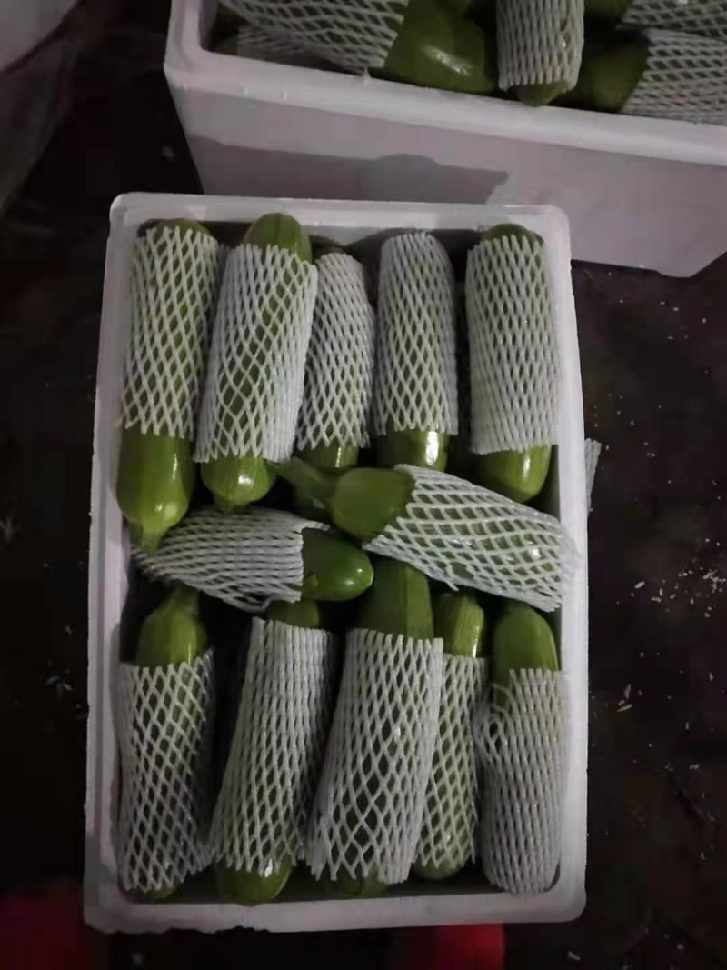 山东精品油亮绿皮西葫芦光泽好无破损，量大质优全国发货