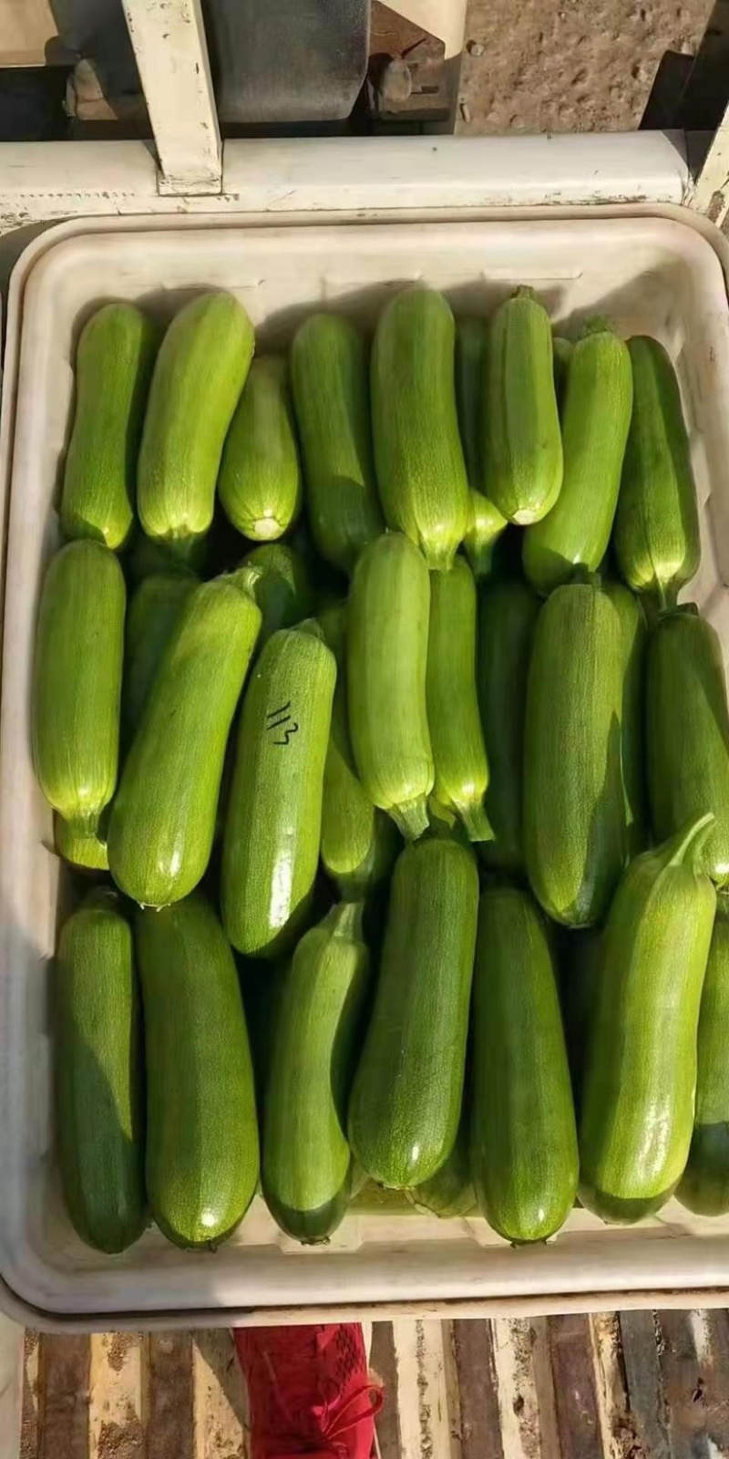 山东精品油亮绿皮西葫芦光泽好无破损，量大质优全国发货