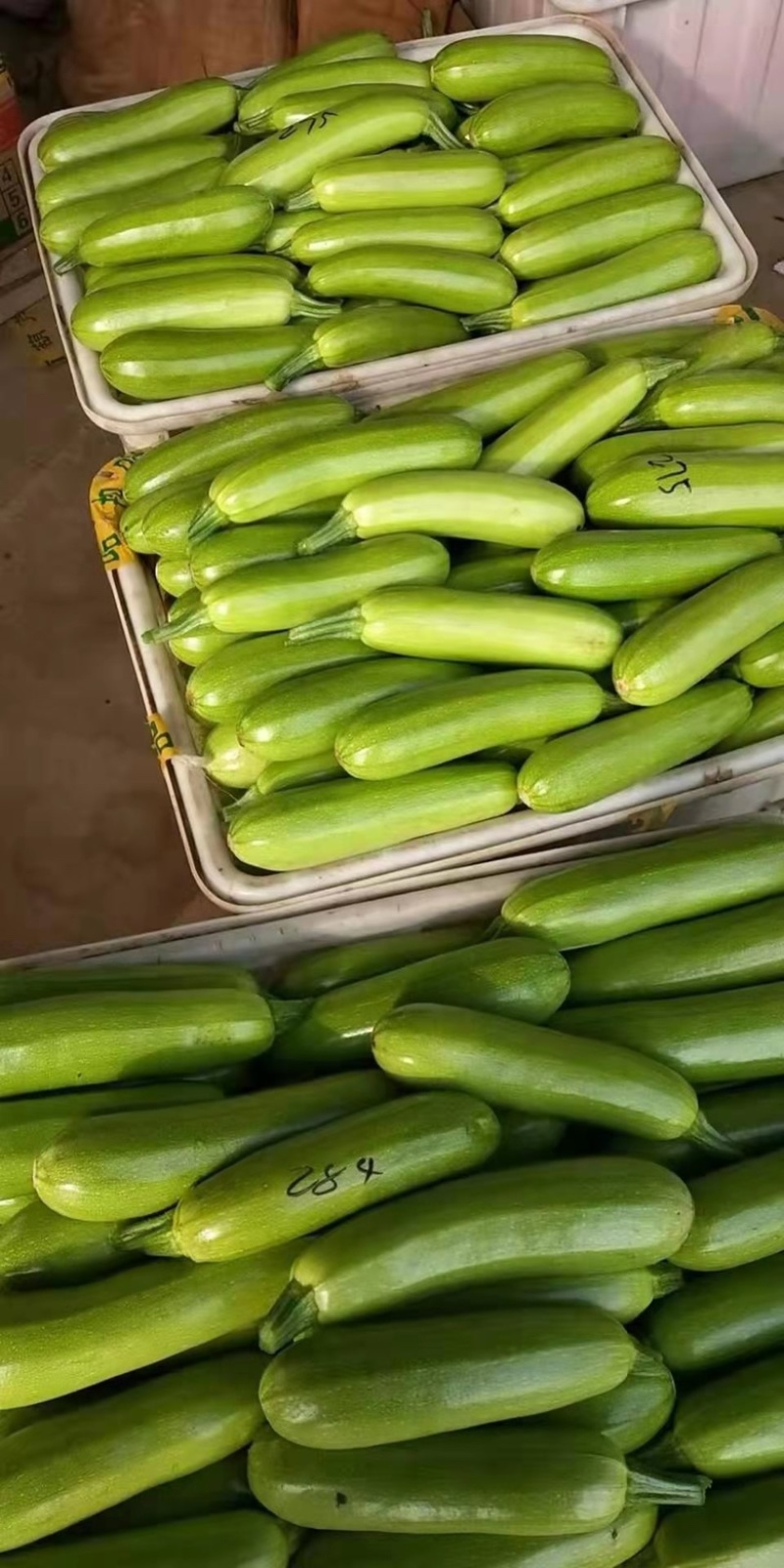 山东精品油亮绿皮西葫芦光泽好无破损，量大质优全国发货