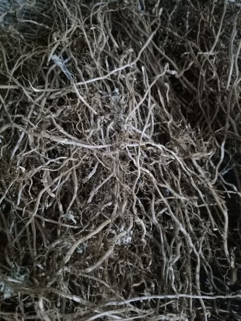 艾根，纯野生艾根，干货
