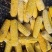 销售熟玉米碎玉米牛羊饲料厂家直销饲料货源充足量大优惠