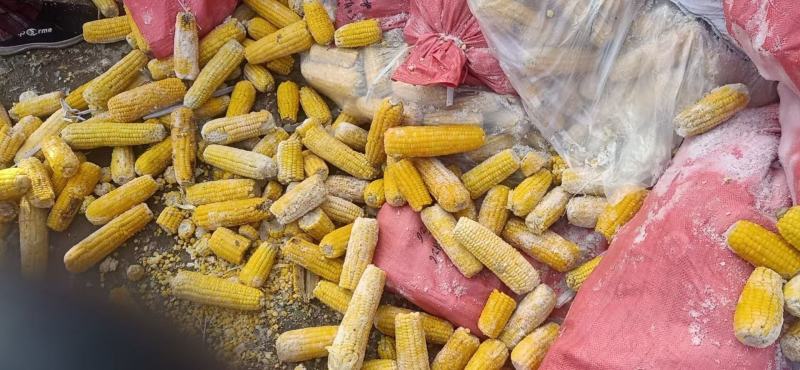 销售熟玉米碎玉米牛羊饲料厂家直销饲料货源充足量大优惠