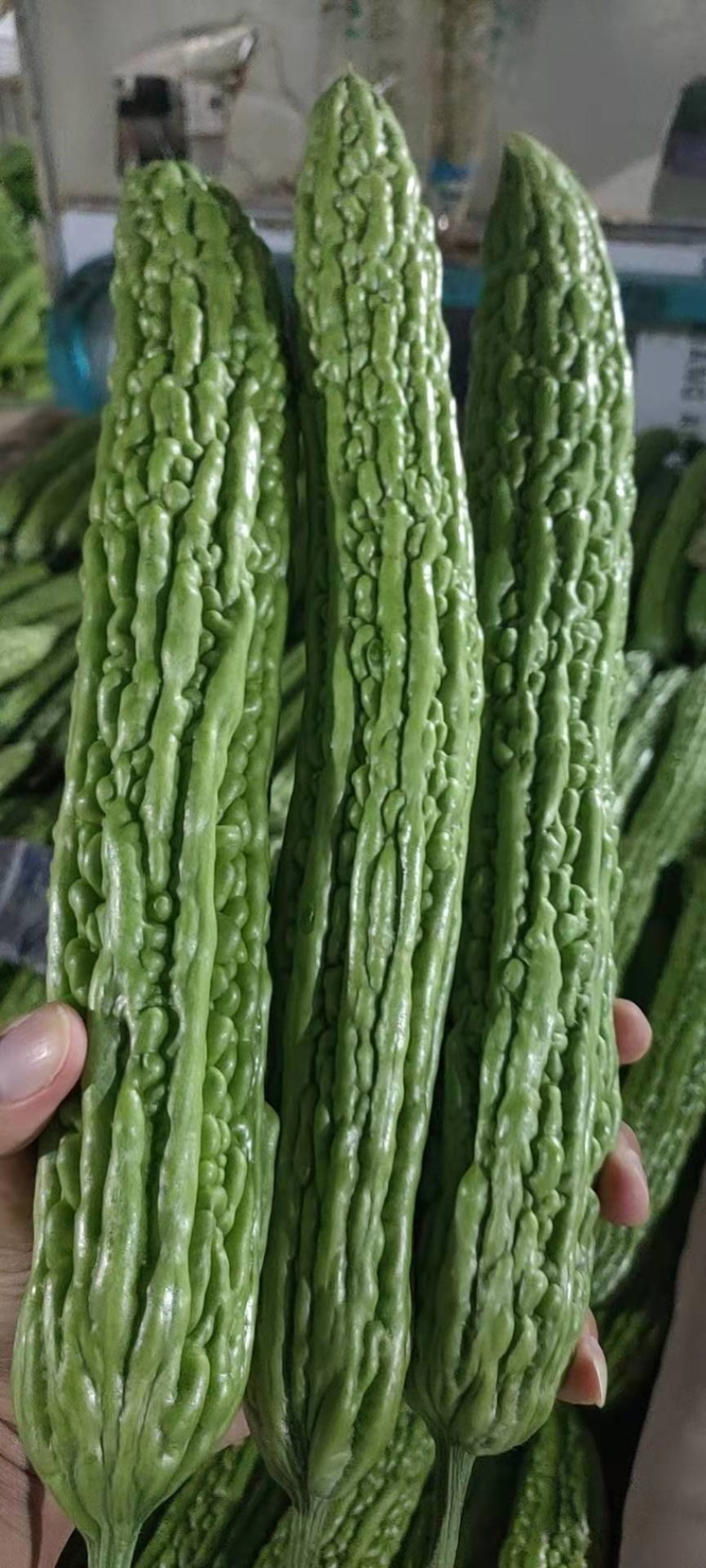 精品苦瓜，新鲜光泽无划痕，各种包装，量大质优