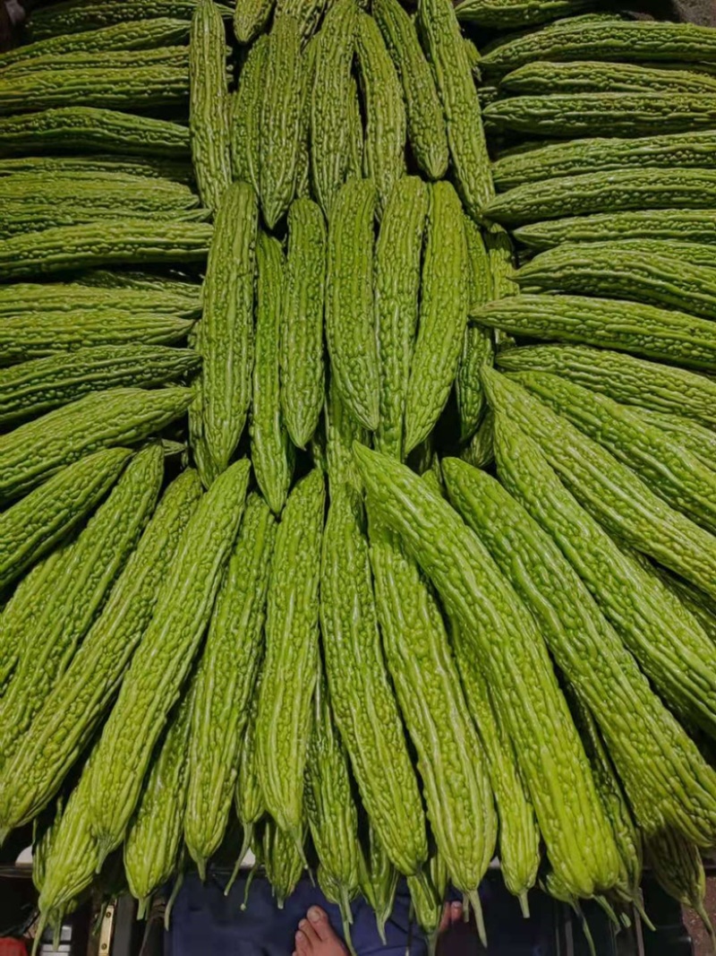 精品苦瓜，新鲜光泽无划痕，各种包装，量大质优