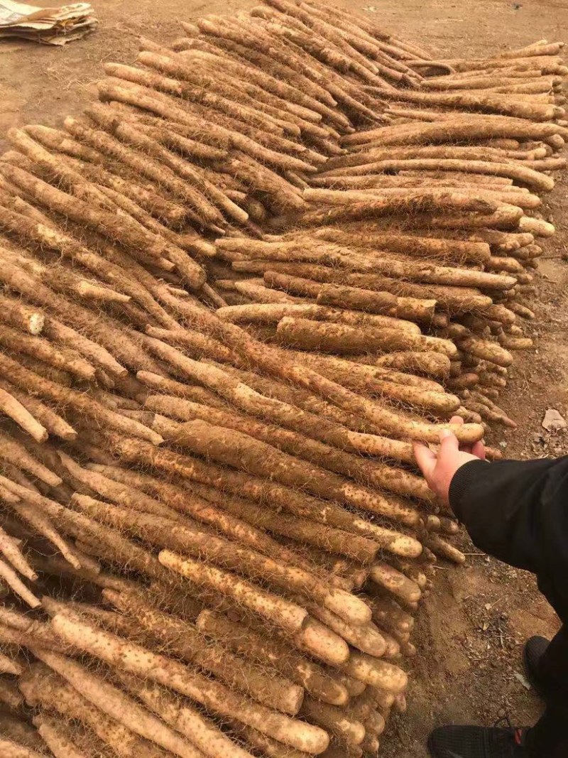 大量出售河北定兴麻山药棒药精品三路二路价格低质量好