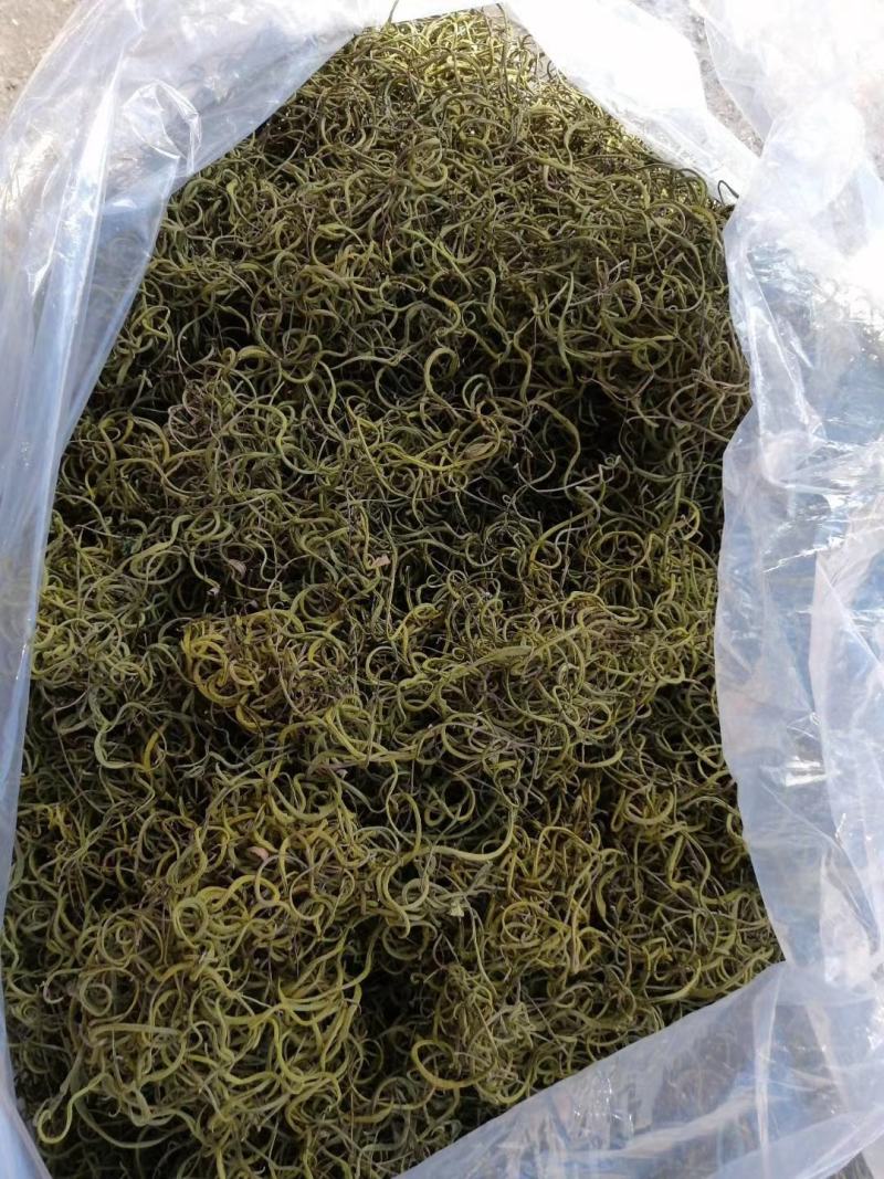 长白山肾精茶也叫化石草支持线上保障交易，批发零售