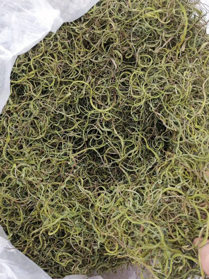 长白山肾精茶也叫化石草支持线上保障交易，批发零售