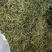 长白山肾精茶也叫化石草支持线上保障交易，批发零售