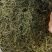 长白山肾精茶也叫化石草支持线上保障交易，批发零售