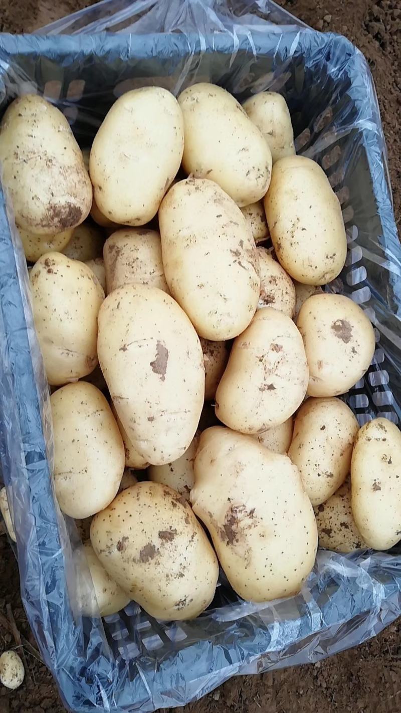 滕州2024年新土豆大量现货供应，黄皮黄心质量好颜色漂亮