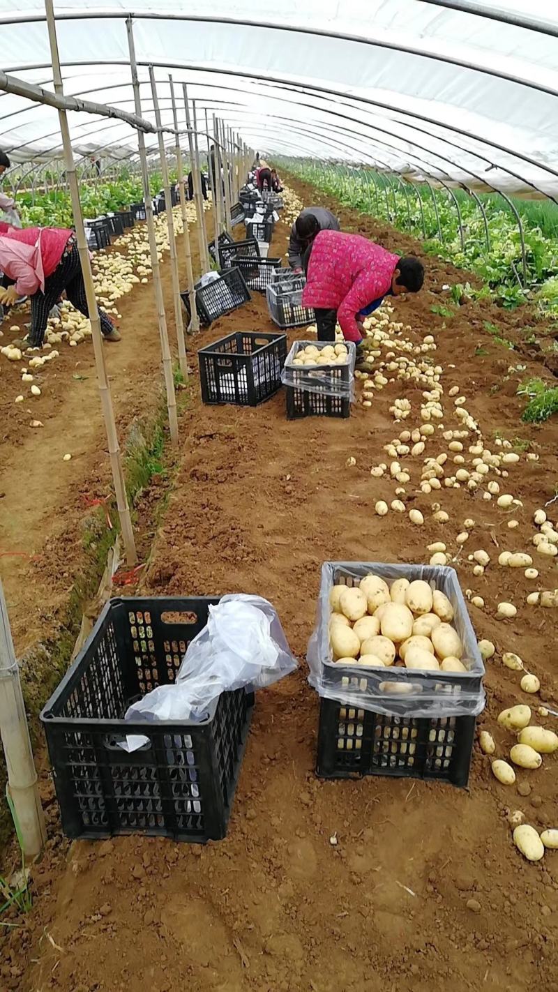 滕州2024年新土豆大量现货供应，黄皮黄心质量好颜色漂亮