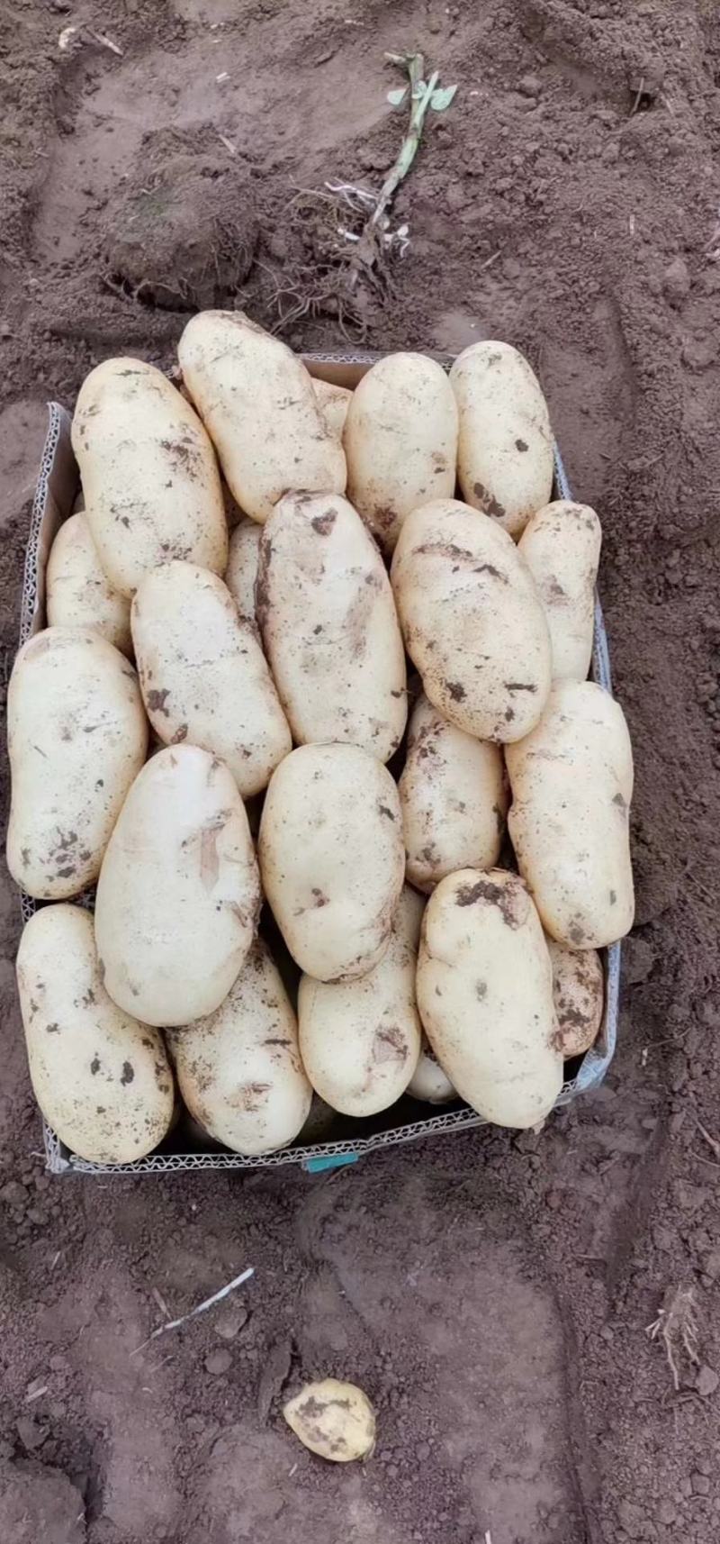 滕州2024年新土豆大量现货供应，黄皮黄心质量好颜色漂亮