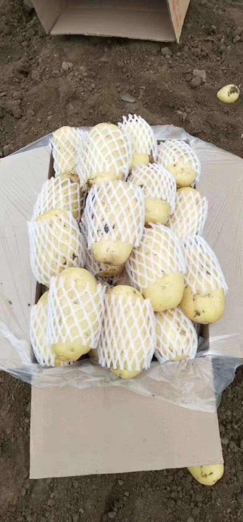 滕州2024年新土豆大量现货供应，黄皮黄心质量好颜色漂亮
