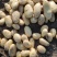 滕州2024年新土豆大量现货供应，黄皮黄心质量好颜色漂亮